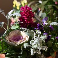 シロタエギク,ストック,葉牡丹,ビオラ,寄せ植えの画像