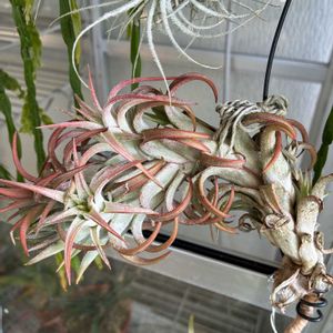 多肉植物,エアープランツ/チランジアの画像