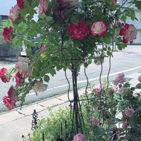 バラ,バラと夢CLUB,チーム岐阜,ユーミンつながり,クリスマス月間の画像