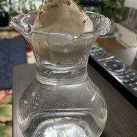 ヒヤシンス水栽培,リビング・ダイニングの画像