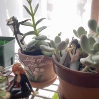 月美人,フェルグソニアエ,クラッスラ 属,多肉植物,お部屋の画像