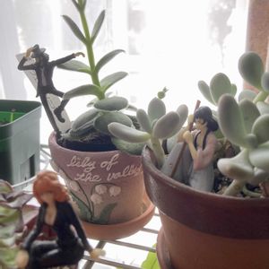 月美人,フェルグソニアエ,クラッスラ 属,多肉植物,お部屋の画像