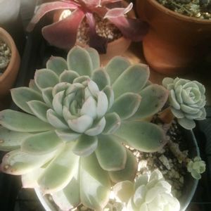 ガーデニング,多肉棚,多肉植物とサボテン,ホムセン,DAISO産の画像