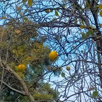 カリン,山野草,小石川植物園の画像