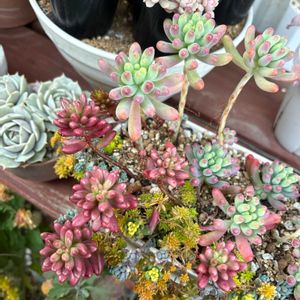 多肉植物,紅葉する多肉の画像