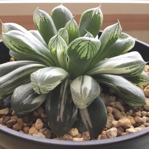 ハオルチア・マリン,多肉植物,ハオルチア属,窓辺の画像