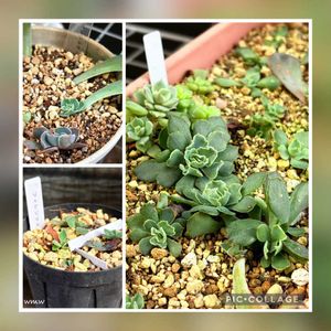 癒される,no green no life,癒し空間,多肉のある暮らし,多肉植物のある暮らしの画像