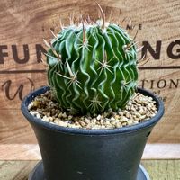 サボテン,わが家の観葉植物❢,観葉植物がスキ,Greenが好き,観葉植物のある暮らしの画像