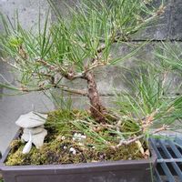 マツ,盆栽,今日のお花の画像