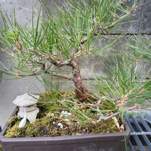 マツ,盆栽,今日のお花の画像