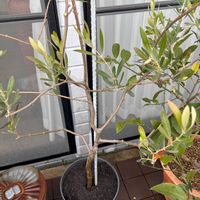 オリーブの画像