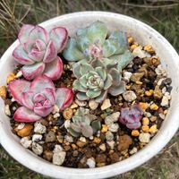 熊童子,レッドベリー,アマビレ,相府連×沙羅姫牡丹,多肉植物の画像