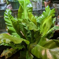 モンステラ,アスプレニウム,観葉植物,シダ植物,熱帯植物の画像