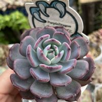 パープルドラゴン,多肉植物,多肉の寄せ植え,多肉寄せ植え,エケベリア属の画像