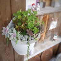 虹の玉,プロリフィカ,桜牡丹,ゴースティ, ブロンズ姫の画像