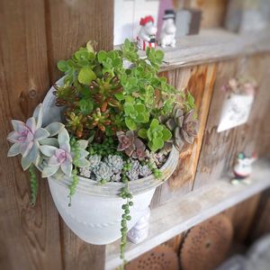 虹の玉,プロリフィカ,桜牡丹,ゴースティ, ブロンズ姫の画像