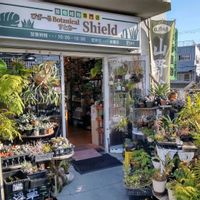 多肉植物,ウラボシ科,ビカクシダ属,食中植物,塊根の画像