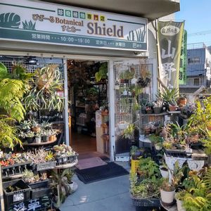 多肉植物,ウラボシ科,ビカクシダ属,食中植物,塊根の画像