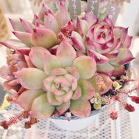 ブラウンローズ,多肉寄せ植え,神奈川タニラー,フィロリーナ,小さな庭の画像