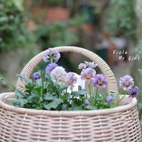 パンジー・ビオラ,ビオラ　マイガール,鉢植え,庭の花,花のある暮らしの画像