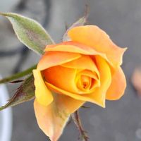 ミニバラ,綺麗〜❤️,可愛い❤,庭の画像