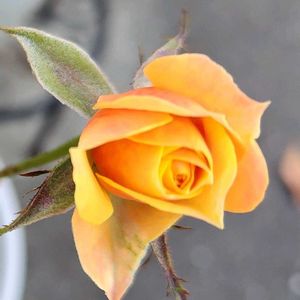 ミニバラ,綺麗〜❤️,可愛い❤,庭の画像