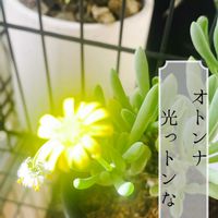 バナナ,オトンナ クラビフォリア,ムサ ドワーフ キャベンディッシュ,オトンナ属,塊根の画像