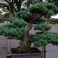 マツ,マツ,マツ,盆栽,小品盆栽の画像