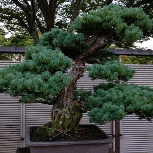 マツ,マツ,マツ,盆栽,小品盆栽の画像