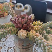 乙女心, 多肉寄せ植え,かつての寄せ植え,ビアーホップとピンクルルピー,季節の寄せ植えの画像