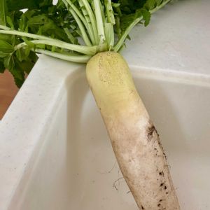 大根,ジャルダン ドゥ フランス,可愛い,ピンクの花,花のある暮らしの画像