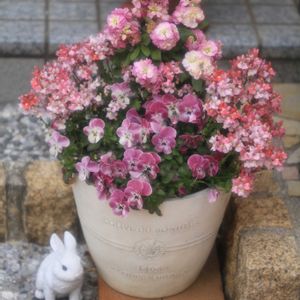 ストック,ネメシア,ビオラ,寄せ植え,寄植えの画像