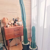 サボテン,鬼面角,黒プラ鉢,リサ・ラーソン,その他部屋の画像