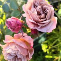 バラ,バラ いおり,薔薇♪,日向,ばら バラ 薔薇の画像
