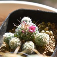 サボテン,赤花銀手毬,赤花銀手毬の画像