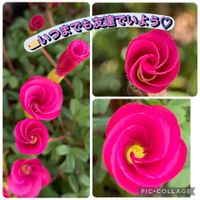 オキザリス,レモン,オキザリス　桃の輝き,ピンクのお花,癒しのひと時の画像