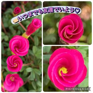 オキザリス,レモン,オキザリス　桃の輝き,ピンクのお花,癒しのひと時の画像