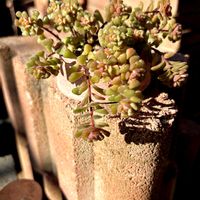 スプリングワンダー,スプリングワンダー,多肉植物,紅葉する多肉,紅葉（こうよう）の画像