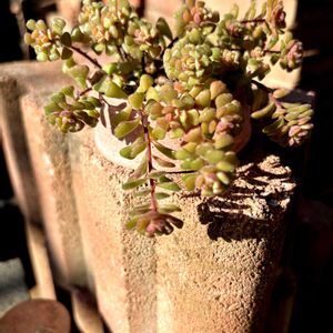 スプリングワンダー,多肉植物,紅葉する多肉,紅葉（こうよう）,多肉植物のある暮らしの画像