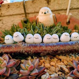 多肉植物,ベランダガーデン,可愛い,癒し,おしくらまんじゅうの画像