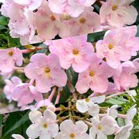 ルクリア,お出かけ先での画像