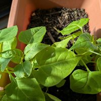 オシロイバナ,花のある暮らし,オシロイバナ愛好家友の会,季節の楽しみ♡,オシロイバナいっぱい運動の画像