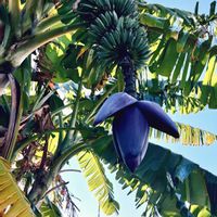 バナナ,ビオラ,光と影,写真好きな人と繋がりたい,風景写真の画像