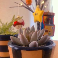 エケベリア,ネフロレピス,ラウイ×トリマネンシス,トリマネンシス×ラウイ,多肉植物の画像