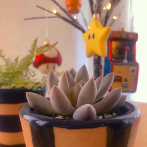 エケベリア,ネフロレピス,ラウイ×トリマネンシス,トリマネンシス×ラウイ,多肉植物の画像