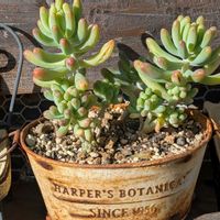 乙女心,恋心,多肉植物,多肉棚,小さな庭の画像