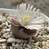 リトープス,リトープス,多肉植物,メセン,リトープス属の画像