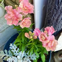 キンギョソウ,シロタエギクの画像