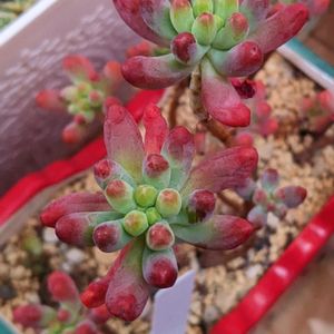 乙女心,多肉中毒,多肉女子,HTC,たにおたくらぶの画像