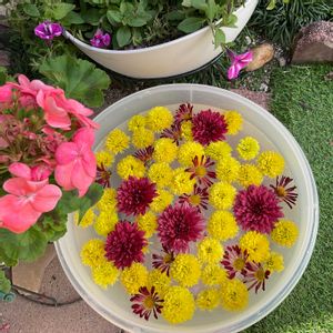 キク,ガーデンの画像